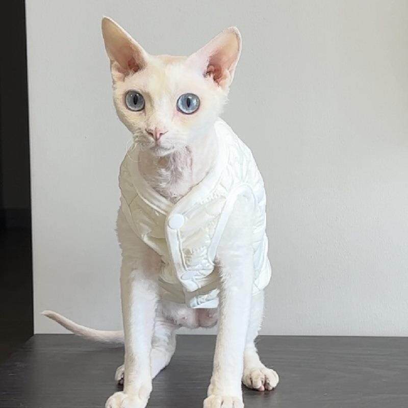 双层棉马甲无毛猫衣服德文斯芬克斯宠物衣服简约刺绣秋冬新款背心