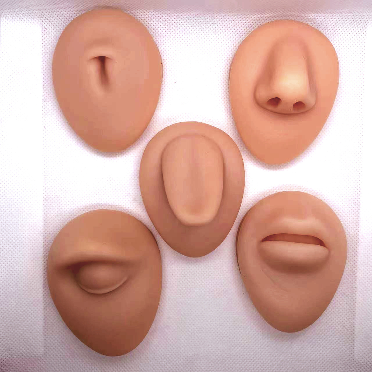 人体人体五官五官模型模型模型