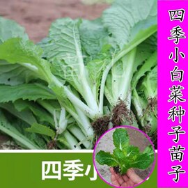 四季小白菜种苗子籽白菜种子四季种植蔬菜盆栽四季种籽易种盆栽