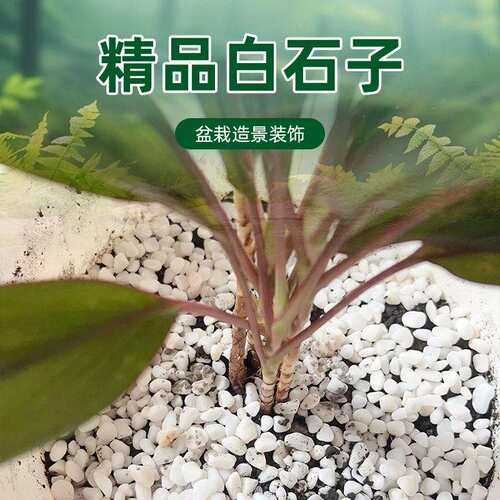 白石子植物花盆铺面石鱼缸水池造景底砂园艺通用白色鹅卵石白砾石