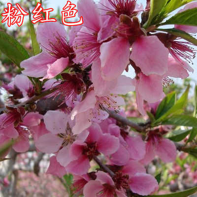 庭院观赏桃花红叶碧桃树苗紫叶碧桃苗盆栽花卉紫叶桃别墅风景树