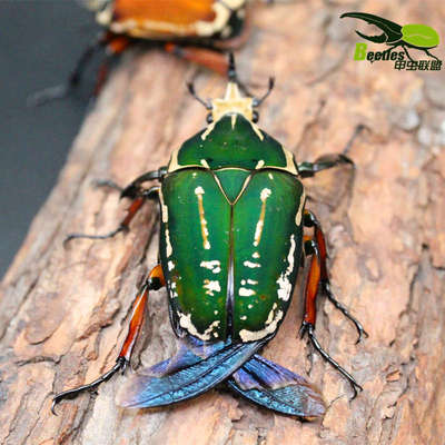 非洲乌干达花金龟幼虫成虫人工饲养另有毛象战神长戟南洋兜独角仙