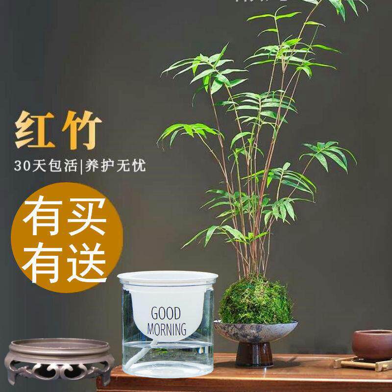 红观音红韵竹竹子水培苔藓球竹子盆景书桌客厅绿鱼缸造景好养绿植