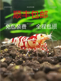 纯血红白水晶虾练手虎丸禁草缸工具淡水虾除藻观赏虾活体