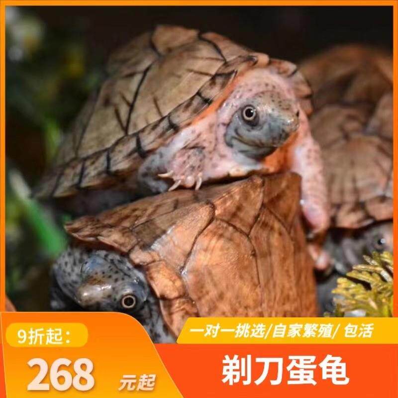 剃刀蛋龟苗迷你宠物龟深水乌龟活物观赏龟迷你屋顶龟剃刀龟网红龟,宠物/宠物食品及用品,龟/鳖,淘宝优惠券,粉丝福利购,淘宝优惠卷