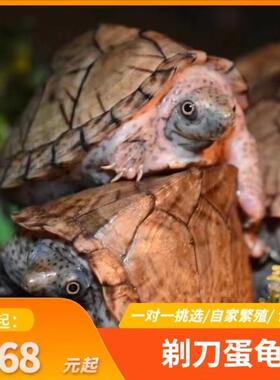 剃刀蛋龟苗迷你宠物龟深水乌龟活物观赏龟迷你屋顶龟剃刀龟网红龟