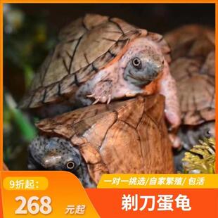 剃刀蛋龟苗迷你宠物龟深水乌龟活物观赏龟迷你屋顶龟剃刀龟网红龟