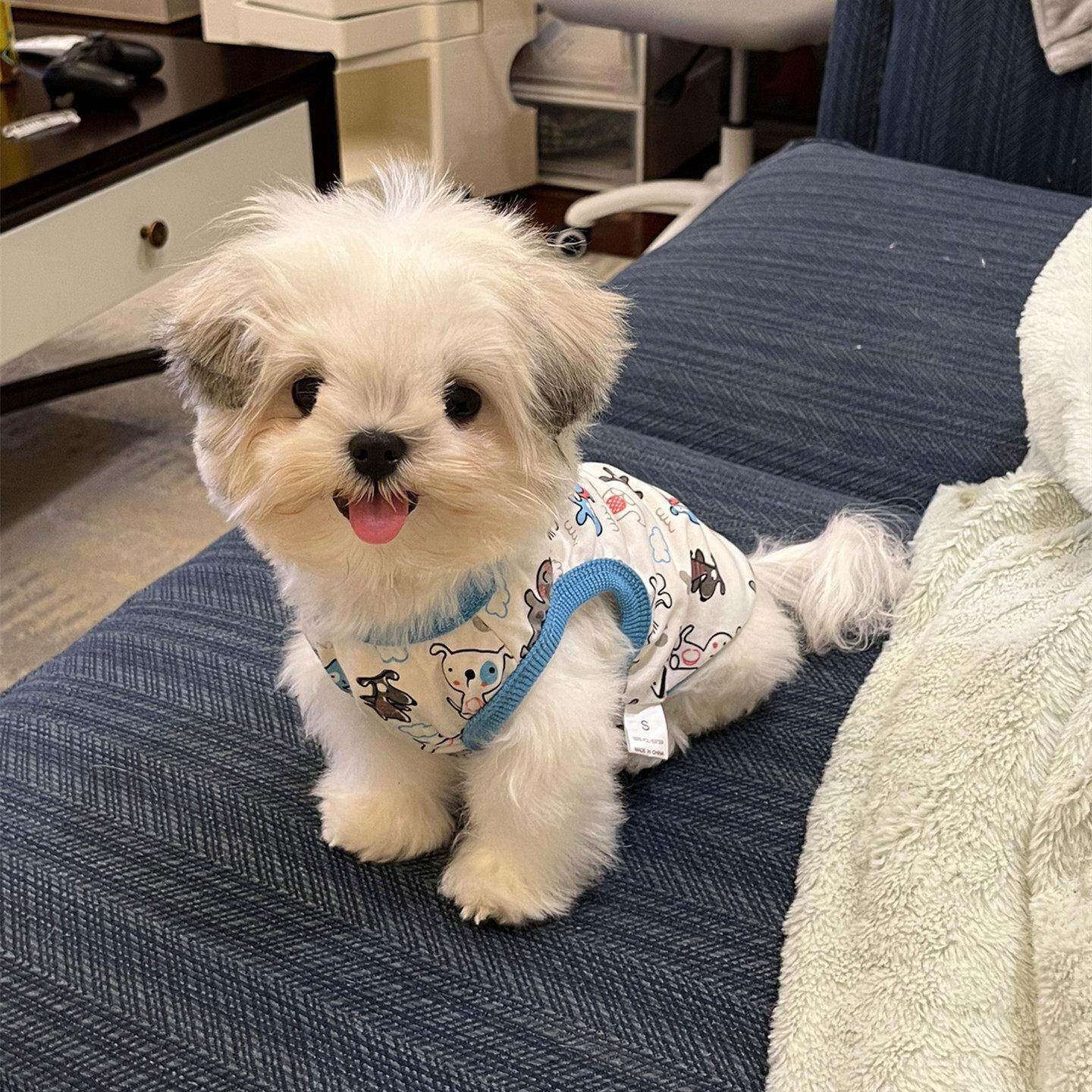 西施犬衣服狗狗马尔济斯约克夏幼犬小型犬泰迪博美猫夏天薄款背心
