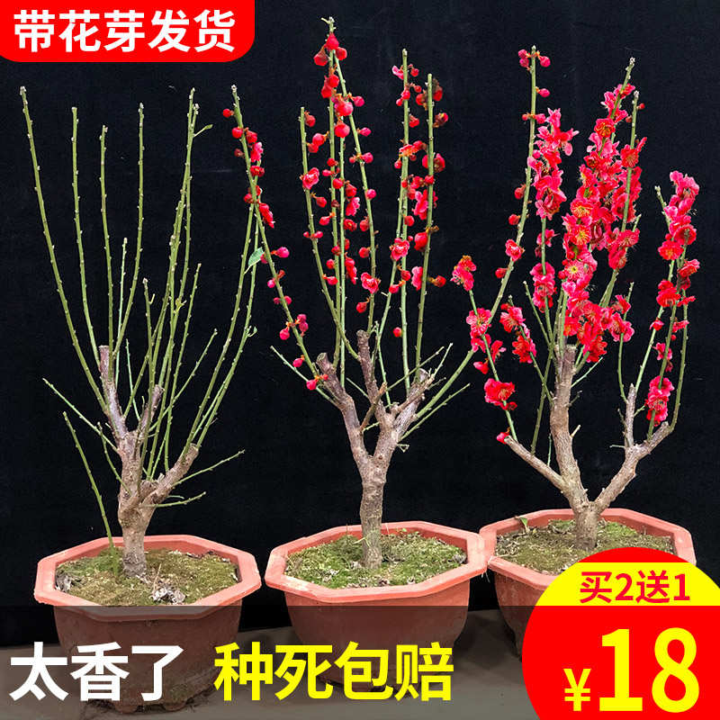 红梅腊梅花树苗盆栽花卉绿梅盆景室内花卉老桩梅花四季易活植物