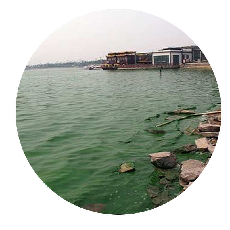 黑臭水体酶基水景观湖泊河道菌种池塘治理生物菌剂 污水治理试剂