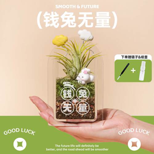 失控绿氧“钱兔无量”空气凤梨趣味摆件室内桌面绿植手工礼盒