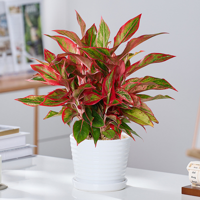 万年红盆栽大盆家里门口室内办公室电视柜旁边绿植好养活四季植物