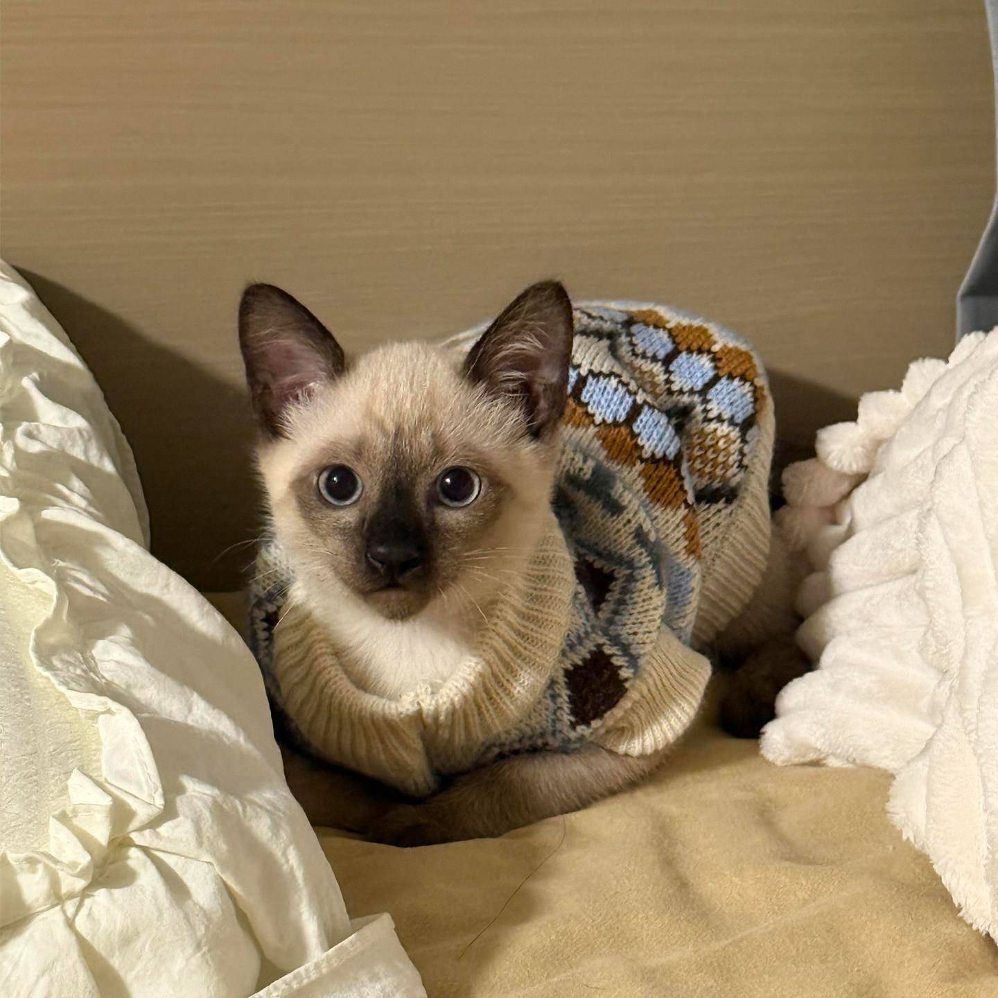 菱形格猫咪衣服冬柔软舒适针织毛衣加厚保暖泰迪狗狗衣服2025新款