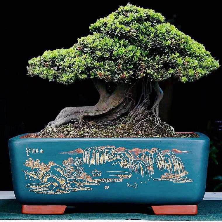 花盆紫砂花盆陶瓷花盆长方形盆景花盆榕树罗汉松迎客松灵芝老桩盆