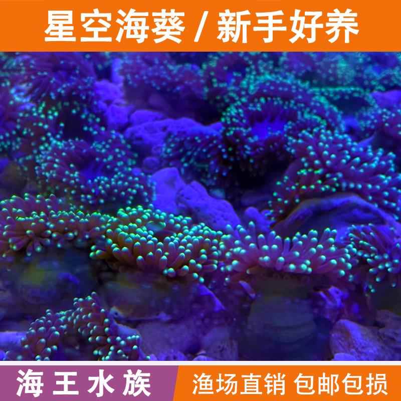 海葵活物星空葵绿奶嘴海葵珊瑚海水海缸生物观赏草皮造景小丑鱼新