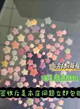 家养小水母海星海燕宠物海缸动物派大星迷你海洋生物清洁活物