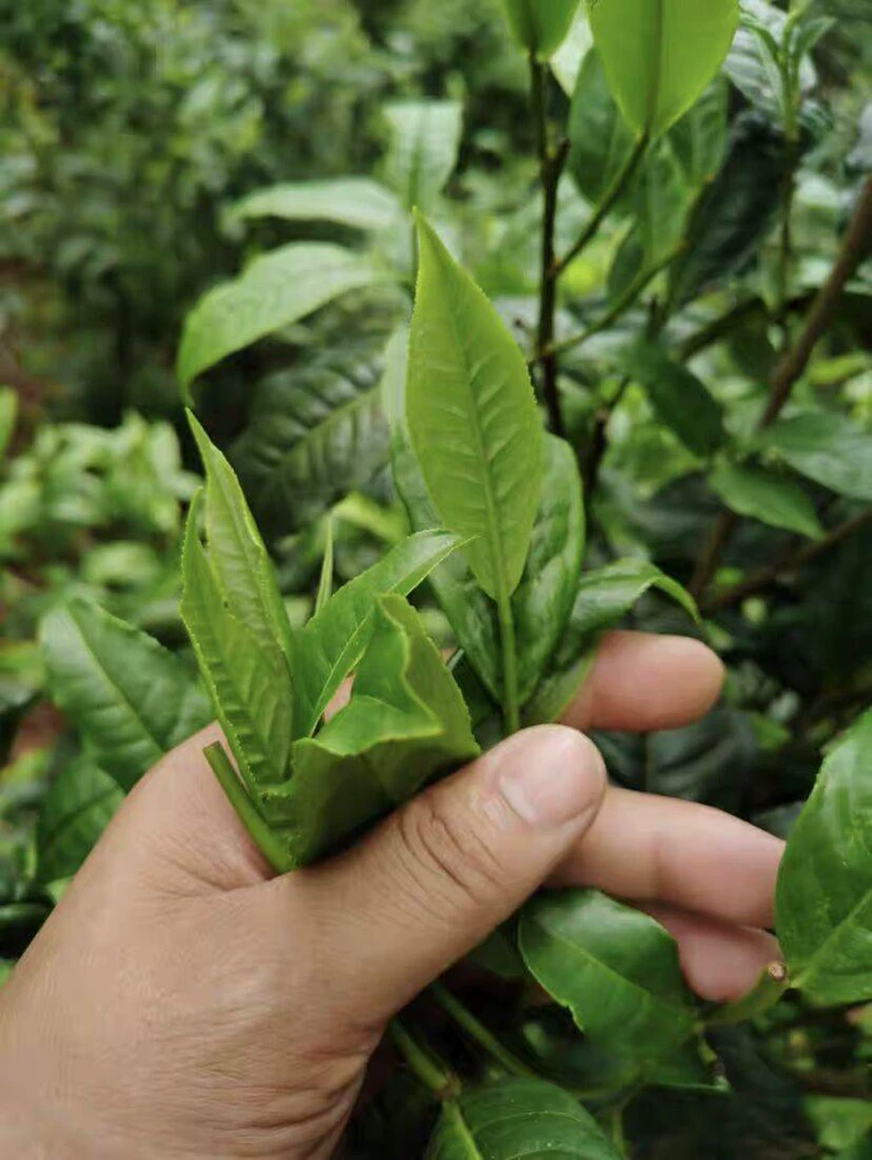 1斤2009年老茶頭古樹茶頭老茶頭普洱熟茶散茶包郵 普洱茶 BUASHOP普洱老茶