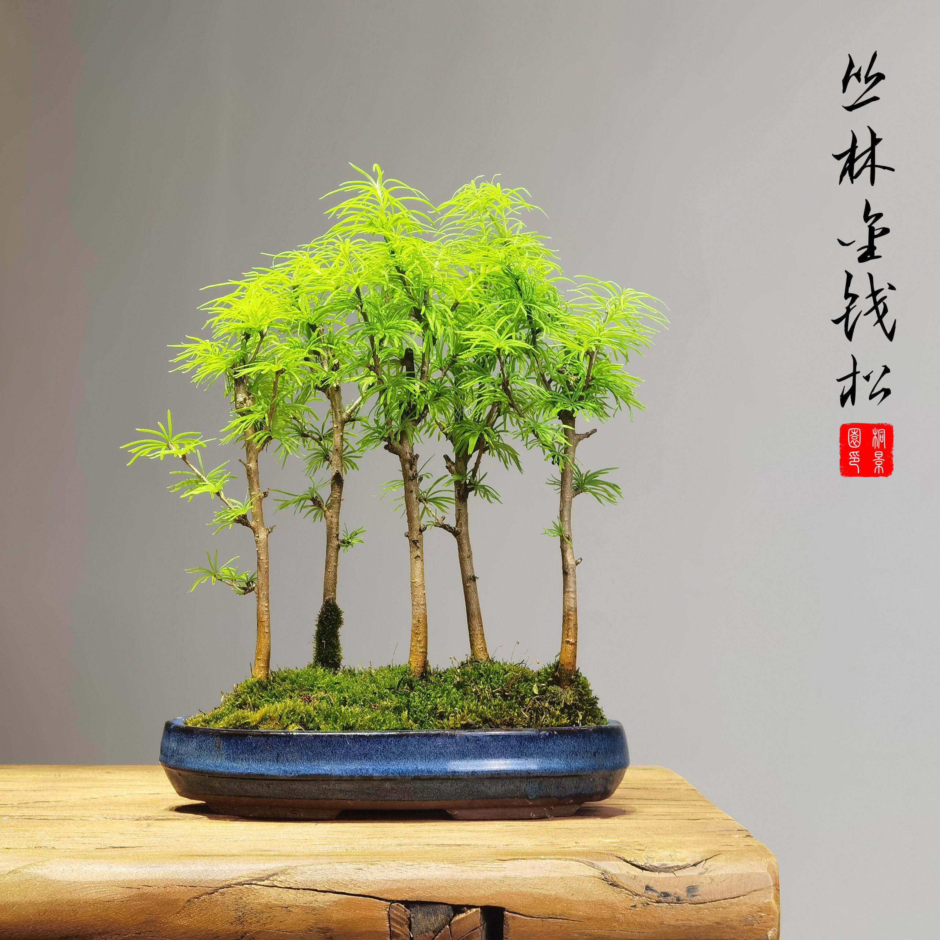 丛林造型金钱松树树苗小苗盆景小树桩室内四季常青组盆素材绿植
