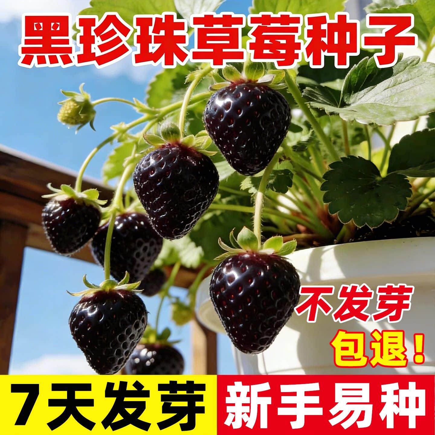 油黑珍珠草莓种子四季奶草莓种籽阳台室内盆栽庭院室外水果包对版