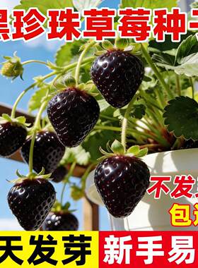 油黑珍珠草莓种子四季奶草莓种籽阳台室内盆栽庭院室外水果包对版