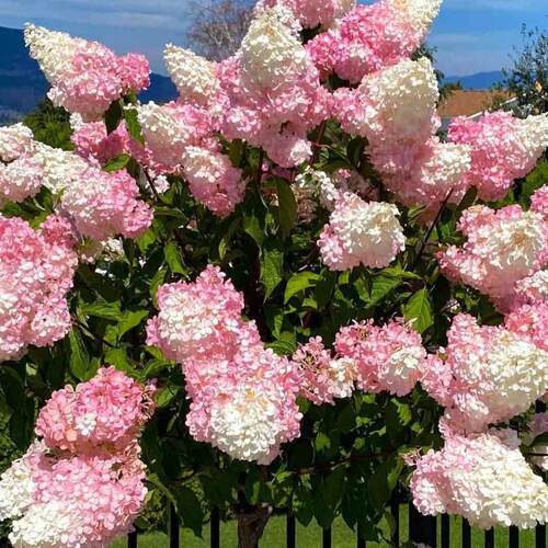 淡蓝花园【圆锥木绣球】20加仑盆栽-香草草莓 石灰灯 露天苗