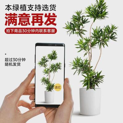造型百合竹客厅绿植室内大型落地式大盆栽真花植物办公室四季好养