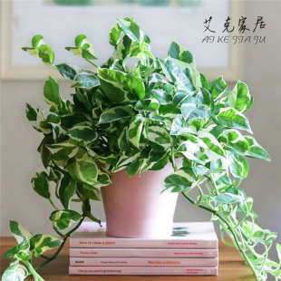 白金葛花叶绿萝雪花葛盆栽爬藤长藤垂吊室内桌面水培好养小绿植物