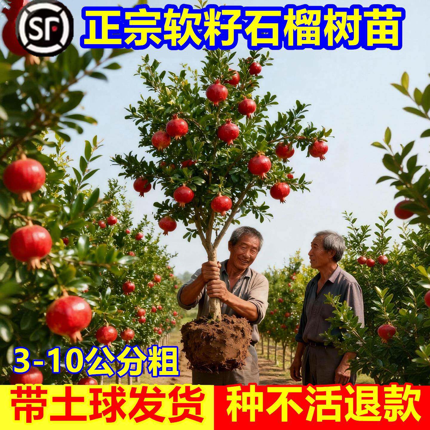 正宗突尼斯软籽石榴树庭院果树特大无籽石榴树树苗南方北方耐寒