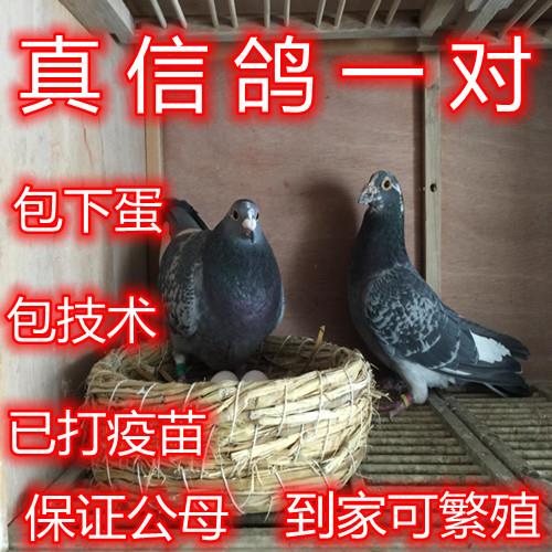信鸽活体一对鸽子赛鸽观赏鸽肉鸽幼鸽青年鸽种鸽原配活物宠物包邮
