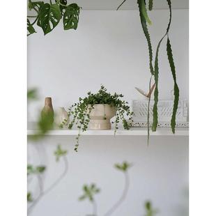 小型耐阴垂吊植物书桌搁板装饰绿植免打孔实木墙上置物架壁挂墙面