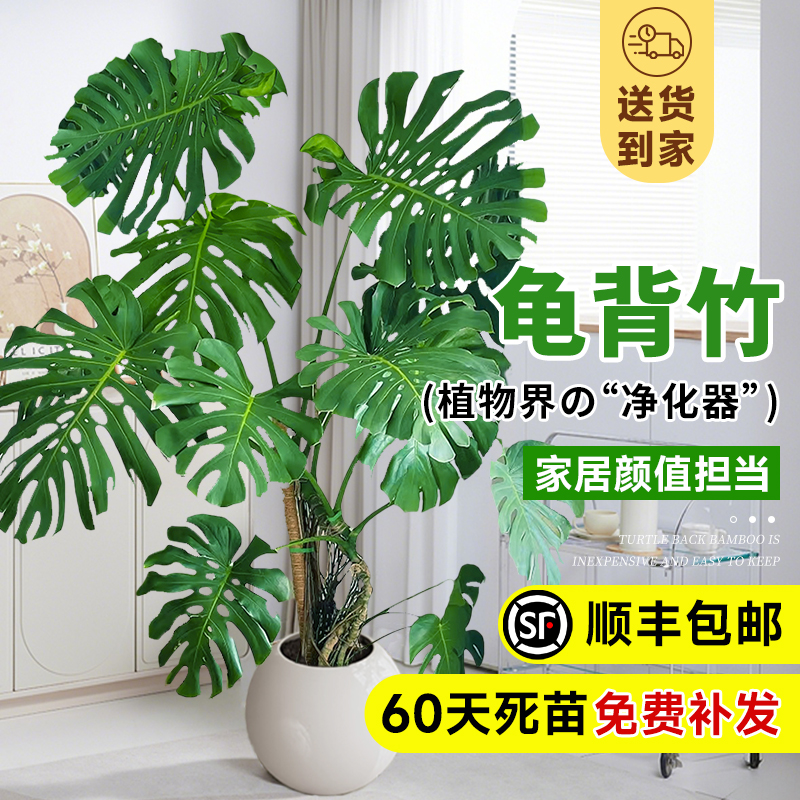 龟背竹客厅大盆栽老桩室内客厅大型落地绿植高端大气上档次植物