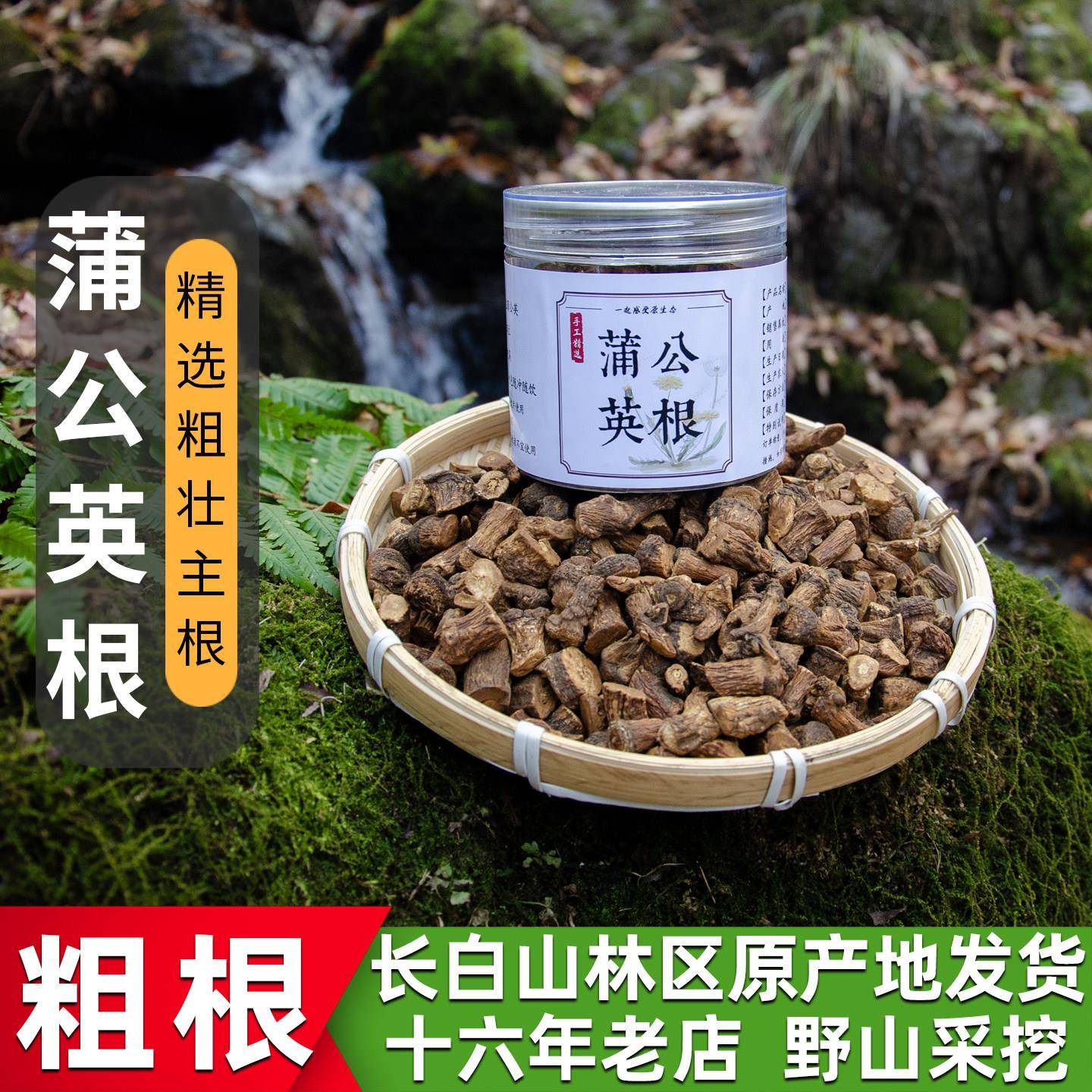 长白山粗壮大根蒲公英根茶东北婆婆丁粗根散装手选大根养生茶茶饮