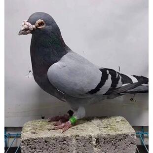 幼崽 活体观赏鸽活体中短嘴鸽子大鼻子观赏鸽灰色种鸽灰色包邮