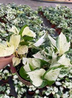 网红植物观叶小盆栽花卉居家花卉绿植120快乐叶子