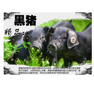 贴图黑猪海报墙壁自贴背胶画种猪土猪长白猪宣传大幅墙防水贴纸