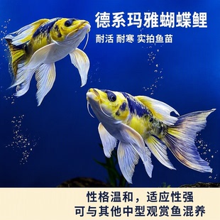 耐活德系玛雅蝴蝶鲤大酋长精品淡水观赏鱼长尾短身锦鲤冷水鱼耐寒