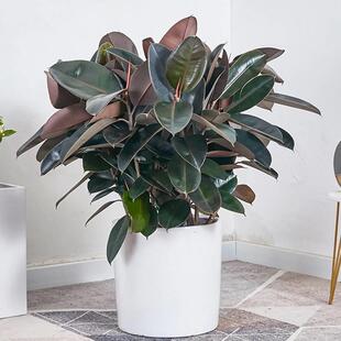 橡皮树黑金刚大型盆栽室内绿叶大叶绿植四季常青型植物净化空气