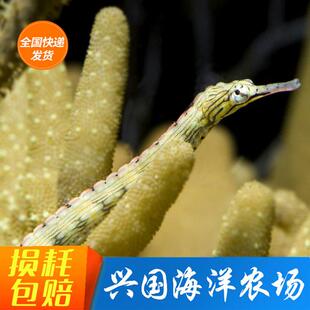 趴趴龙 斑节海龙红腹鳍海水鱼 活体管口鱼硬骨观赏生物海缸珊瑚缸