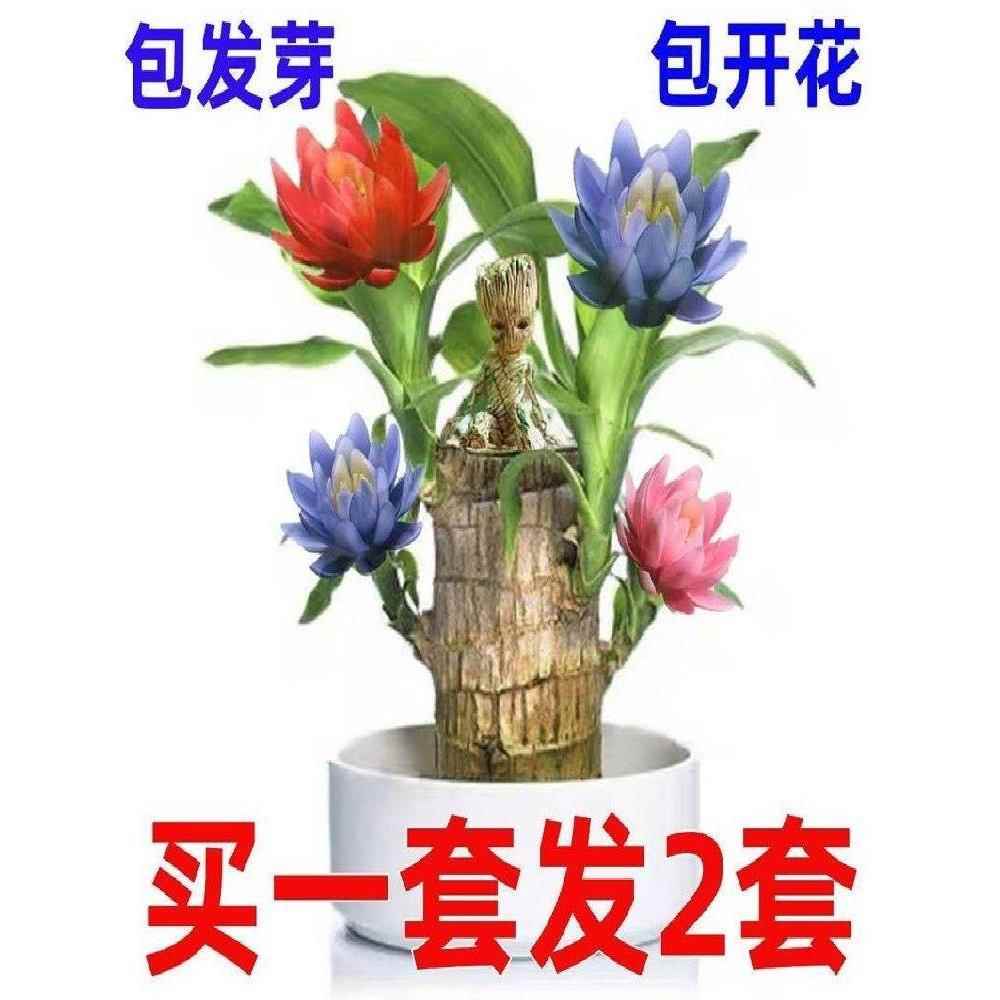 巴西木开花水养幸运木巴西盆栽水培养幸运木好养懒人花卉迷你绿植