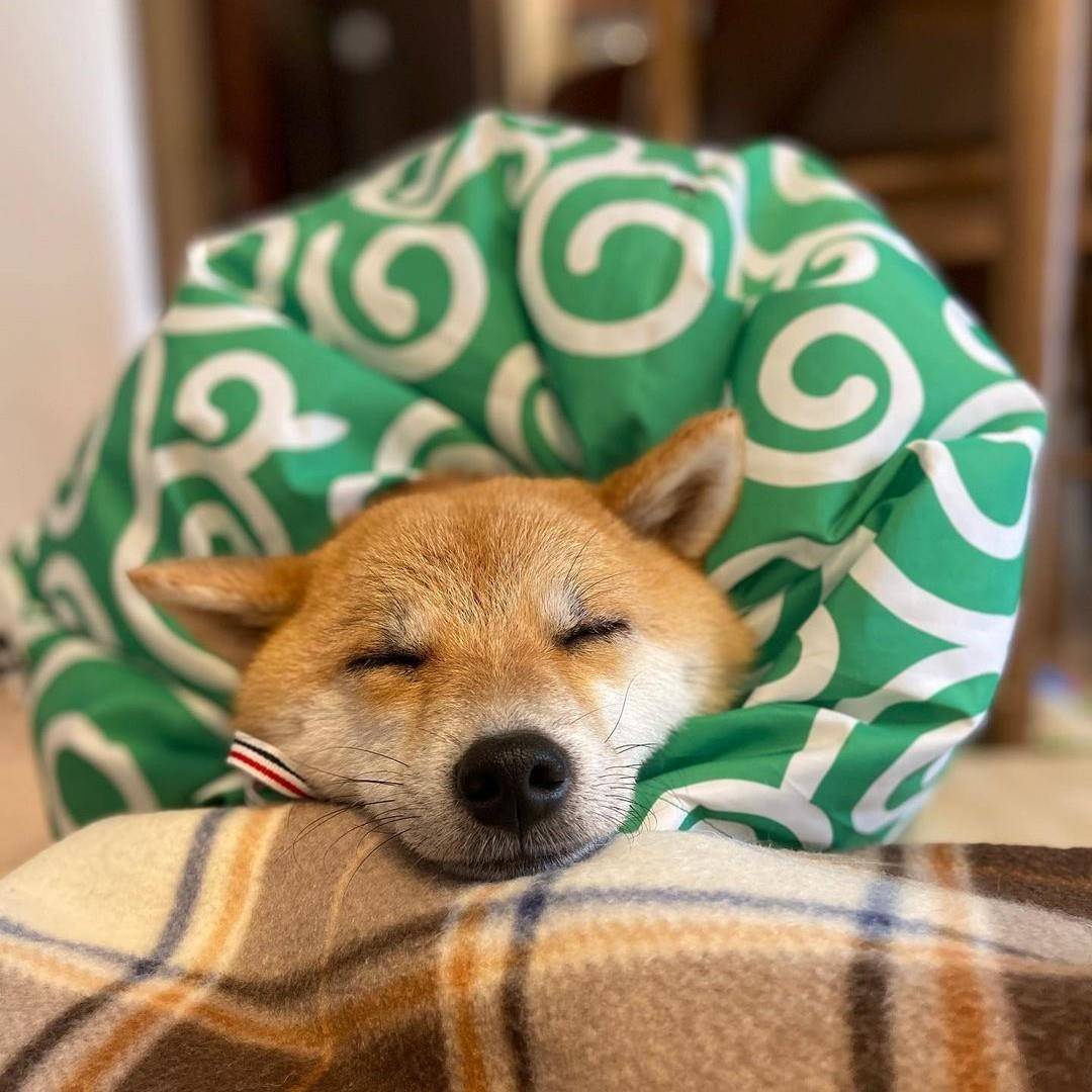 宠物烘干袋箱大型犬狗狗烘干衣吹毛家用吹风洗澡柴犬雁冰