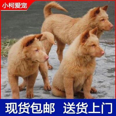 潮汕五红犬五黑犬活物幼犬虎头狗狗虎斑红色土狗土猎犬中华田园犬