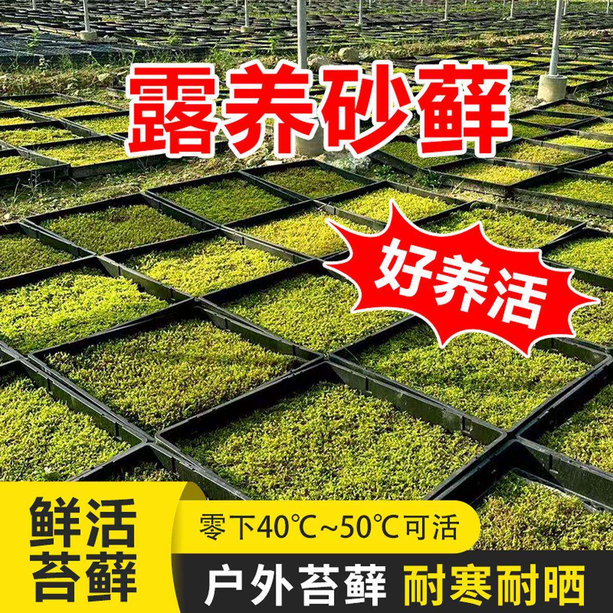 东亚砂藓 露养耐晒耐寒耐干户外鲜活苔藓庭院铺面景观造景活青苔