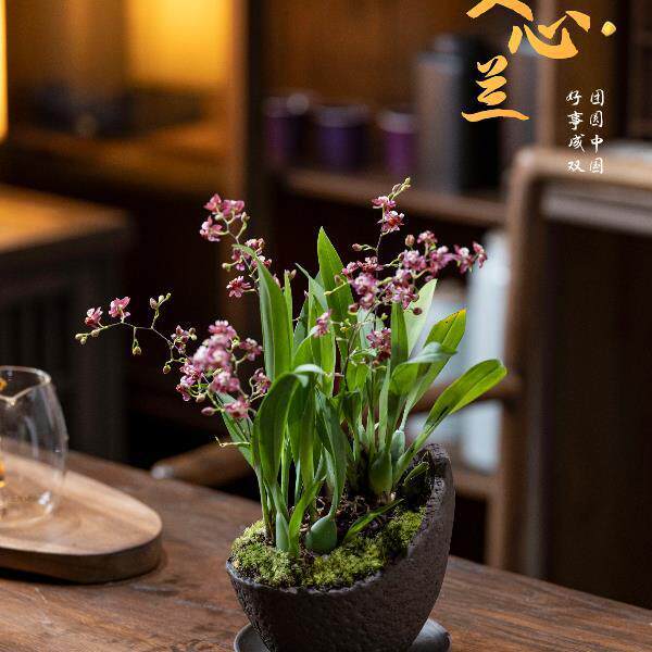 梦香文心兰带花苞教师节花卉鲜花盆栽兰香盆栽办公室客厅绿植室内