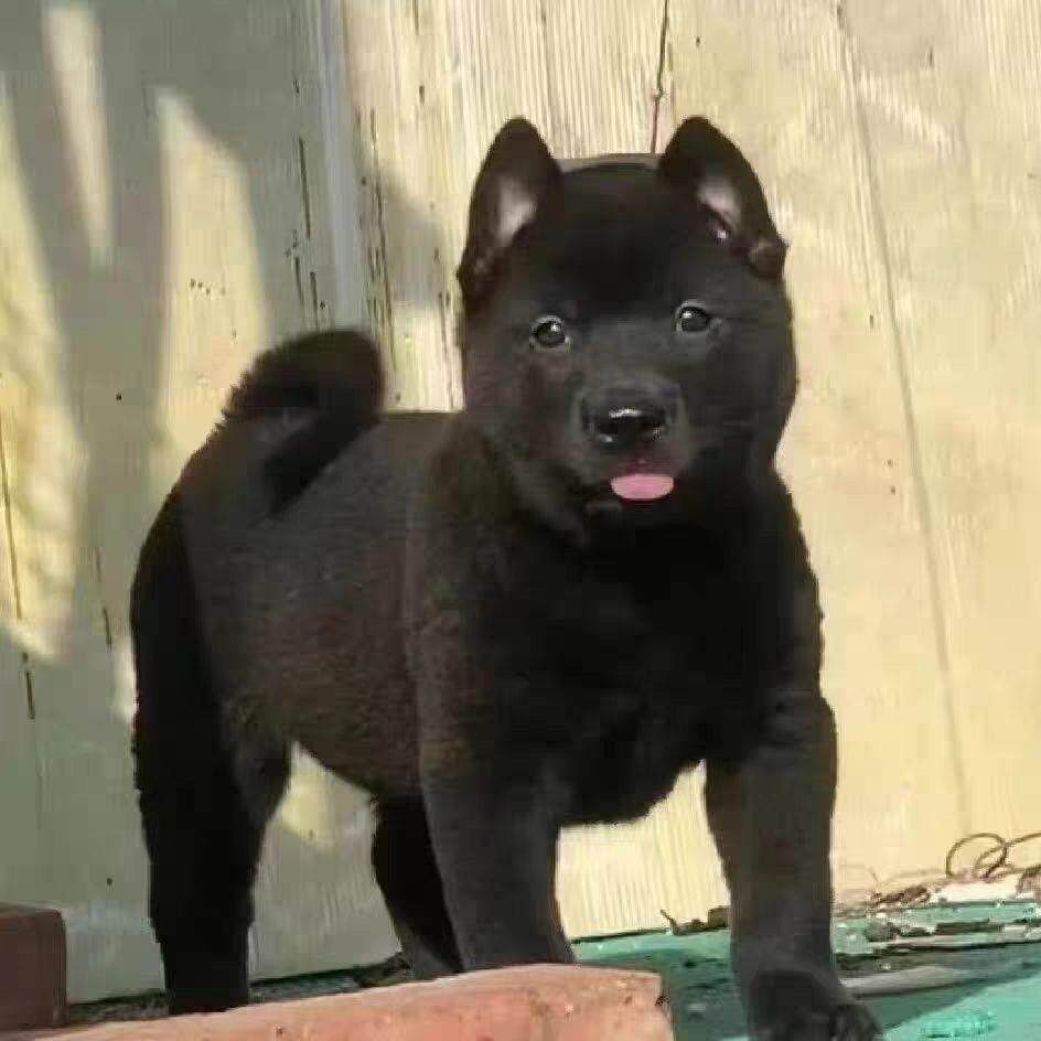 虎头五黑犬广西土猎犬大骨架赶山狩猎犬纯黑土狗田园犬幼犬黑狗狗
