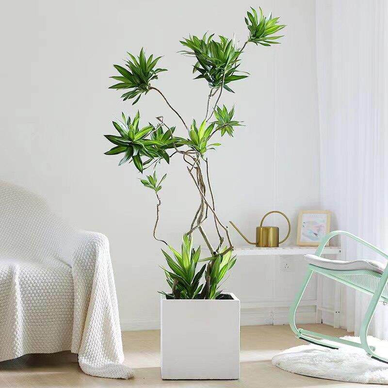 百合竹老桩盆栽大型植物金边北欧风客厅办公室内造型网红植物绿植