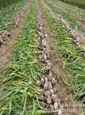 新款小型电动大蒜剪杆去胡机 48V小型便携式大蒜加工设备 现货