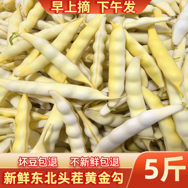 今年新鲜黄豆角东北黄金勾豆角油豆角兔子翻白眼勾勾黄豆角