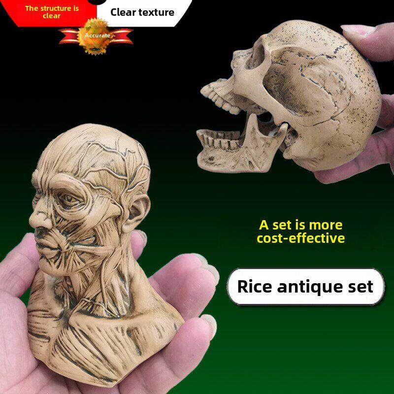 艺用人体肌肉骨骼解剖结构模型石膏头像骷髅头骨玩具美术绘画参考