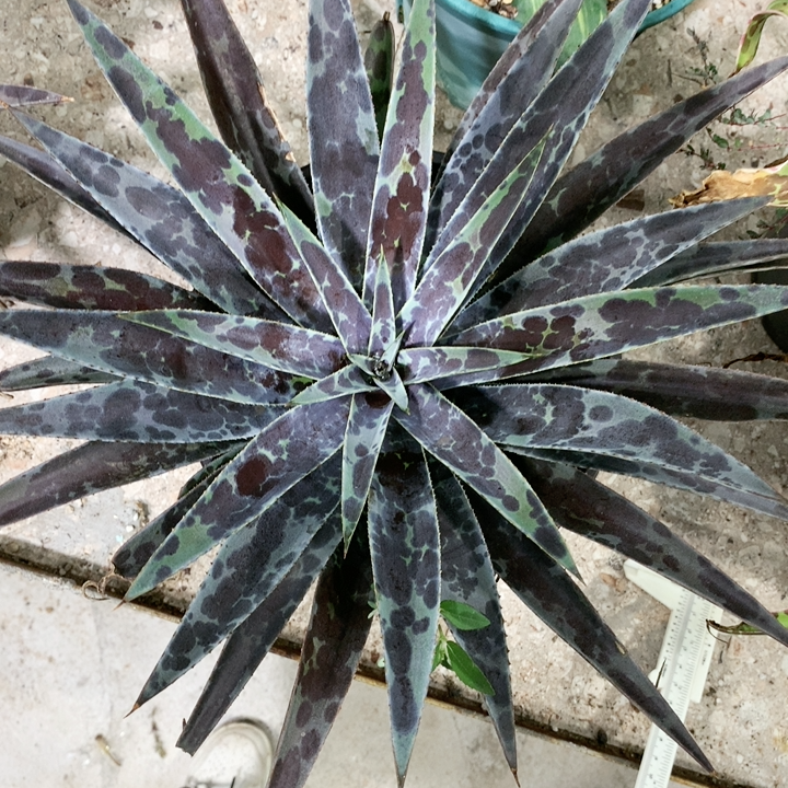 月光血雨8.5折 鲜花速递/花卉仿真/绿植园艺 多肉植物 原图主图