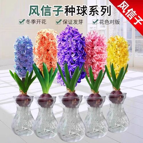 风信子种球水培绿植物室内阳台花卉盆栽水养葡萄风信子水仙花好养
